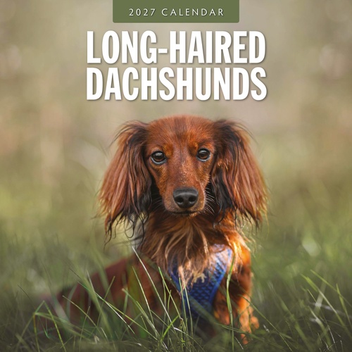 Long-haired Dachshunds - 2027 Red Robin Square Wall Calendar Planner