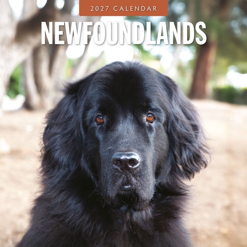 Newfoundlands - 2027 Red Robin Square Wall Calendar Monthly Planner