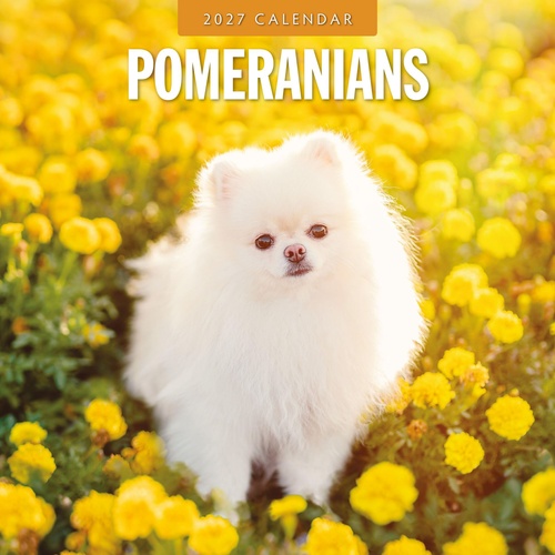 Pomeranians - 2027 Red Robin Square Wall Calendar Monthly Planner