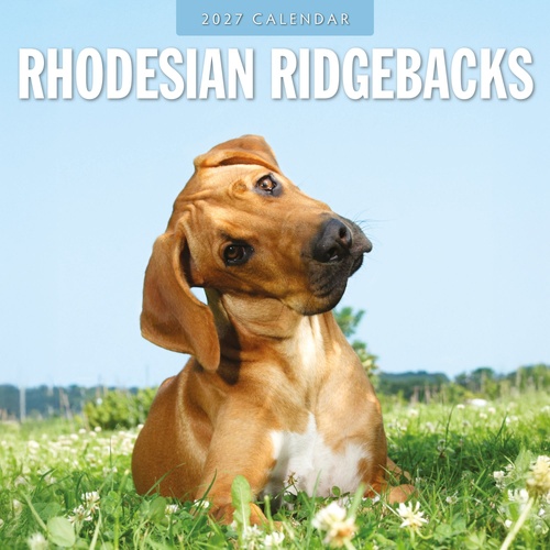 Rhodesian Ridgebacks - 2027 Red Robin Square Wall Calendar Monthly Planner