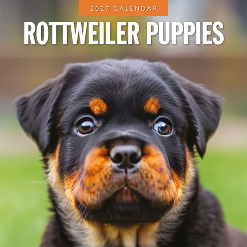 Rottweiler Puppies - 2027 Red Robin Square Wall Calendar Monthly Planner