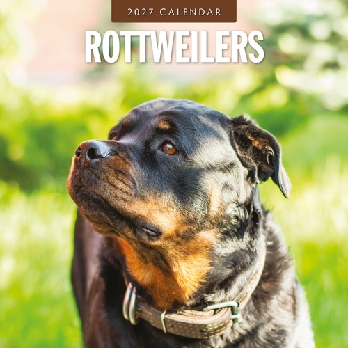 Rottweilers - 2027 Red Robin Square Wall Calendar Monthly Planner
