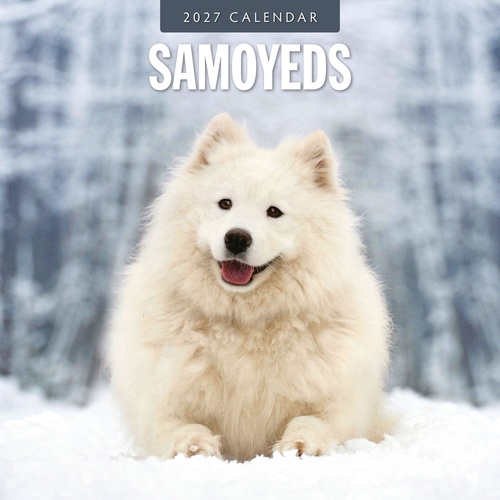 Samoyeds - 2027 Red Robin Square Wall Calendar Monthly Planner