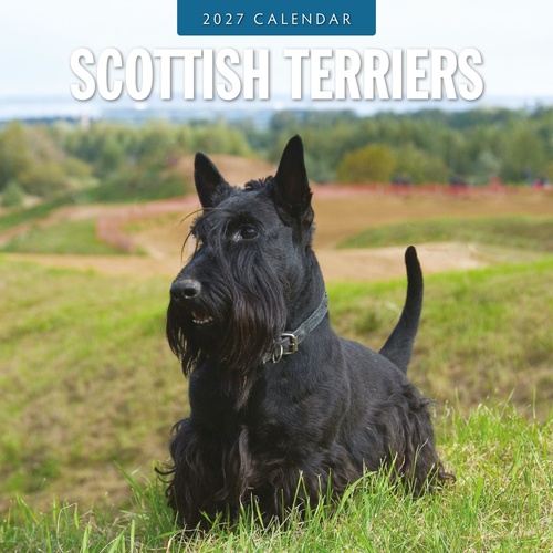 Scottish Terriers - 2027 Red Robin Square Wall Calendar Monthly Planner