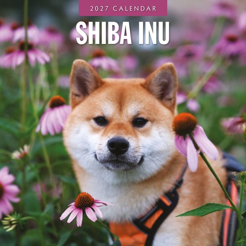 Shiba Inu - 2027 Red Robin Square Wall Calendar Monthly Planner