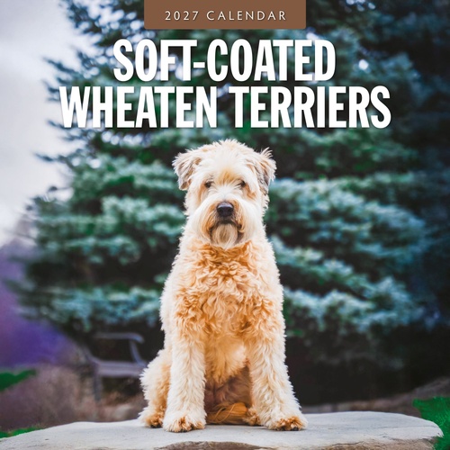 Soft-coated Wheaten Terriers - 2027 Red Robin Square Wall Calendar Planner