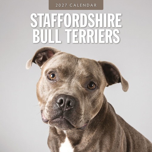 Staffordshire Bull Terriers - 2027 Red Robin Square Wall Calendar Planner