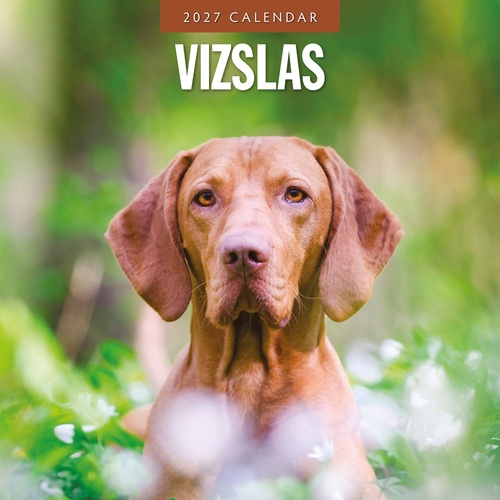 Vizslas - 2027 Red Robin Square Wall Calendar Monthly Planner