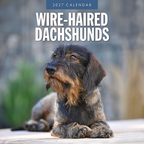 Wire-haired Dachshunds - 2027 Red Robin Square Wall Calendar Planner