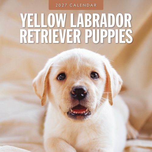 Yellow Labrador Retriever Puppies - 2027 Red Robin Square Wall Calendar