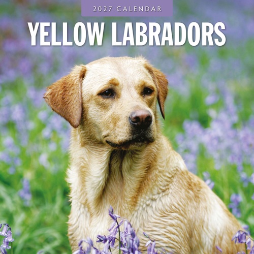 Yellow Labrador - 2027 Red Robin Square Wall Calendar Monthly Planner